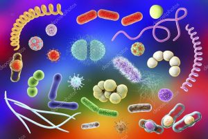 baktériumok és vírusok