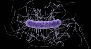 Clostridium difficile baktérium